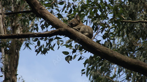 koala in the tree australia
