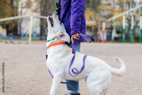 The girl trains her dog in commands.