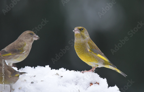 Grünfinken im Schnee