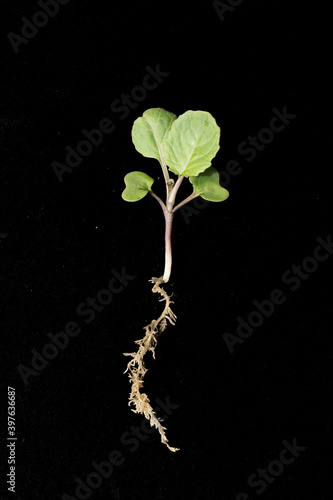 Canola young plant in the second leaf stage on black background