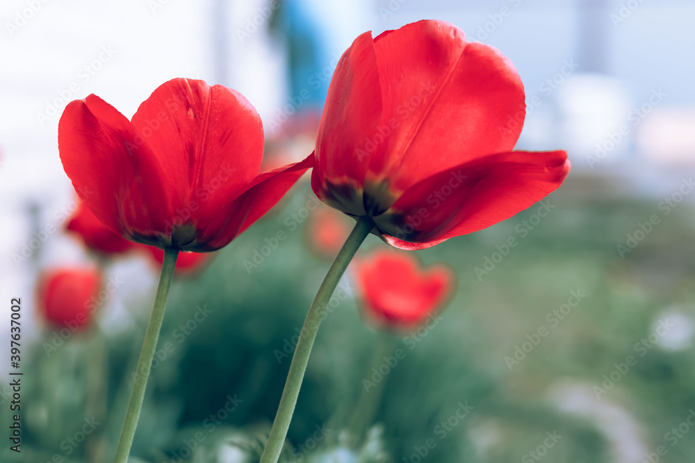 Obraz premium Gardening in the spring. Red tulips in the garden. Tulips, selective focus. Tulips in the garden on a sunny day.