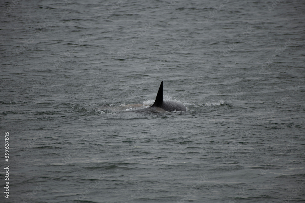 Fototapeta premium dolphin in the water