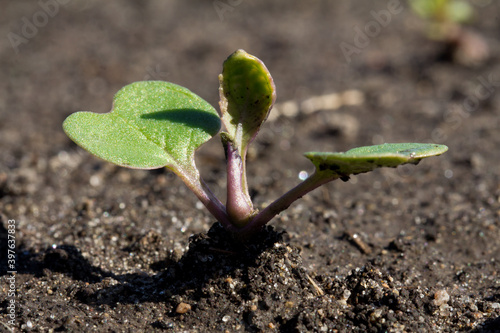 Canola gseedling in cotyledon stage.
