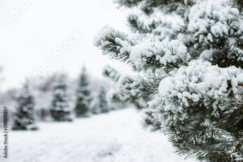 snow covered pine tree, background