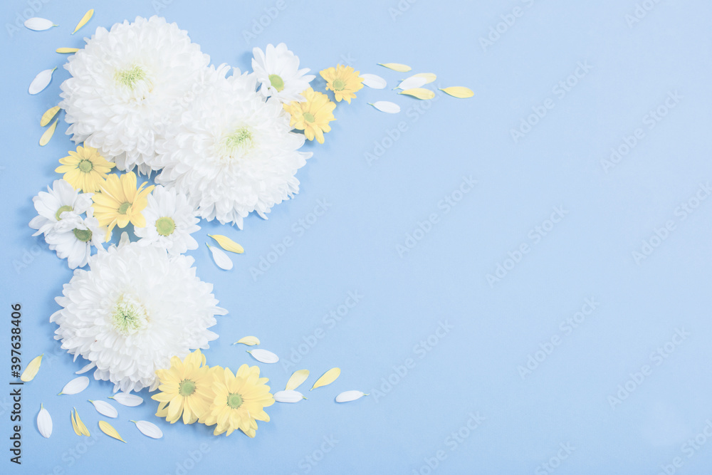 Fototapeta premium white and yellow chrysanthemum on blue paper background