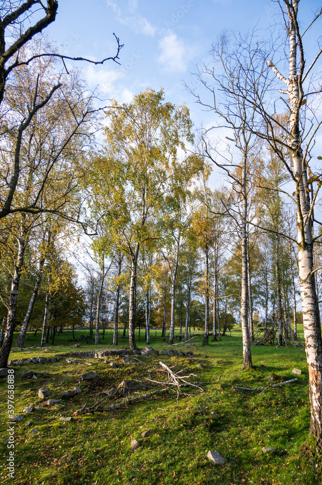 Obraz premium Silver birch tree trunks in a forest in southern Sweden during autumn