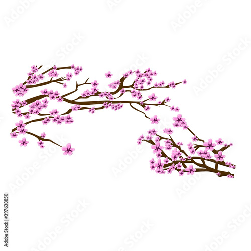 lovely branch of sakura on an isolated background in vector