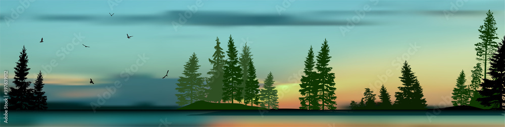 Obraz premium high pines and fir trees forest at sunrise