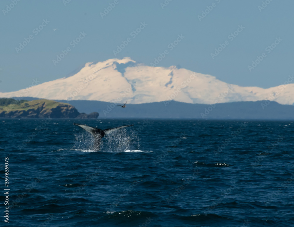 Fototapeta premium humpback tail
