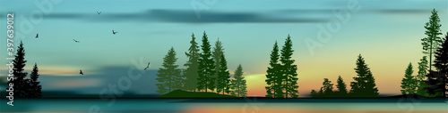 high pines and fir trees forest at sunrise