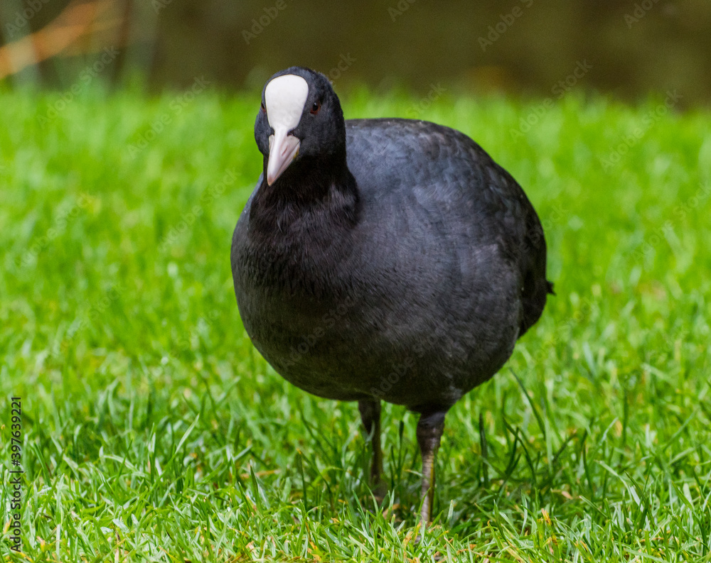 Eurasian Coot in Vondelpark, Amsterdam. Eurasian Coot in Vondelpark, Amsterdam.