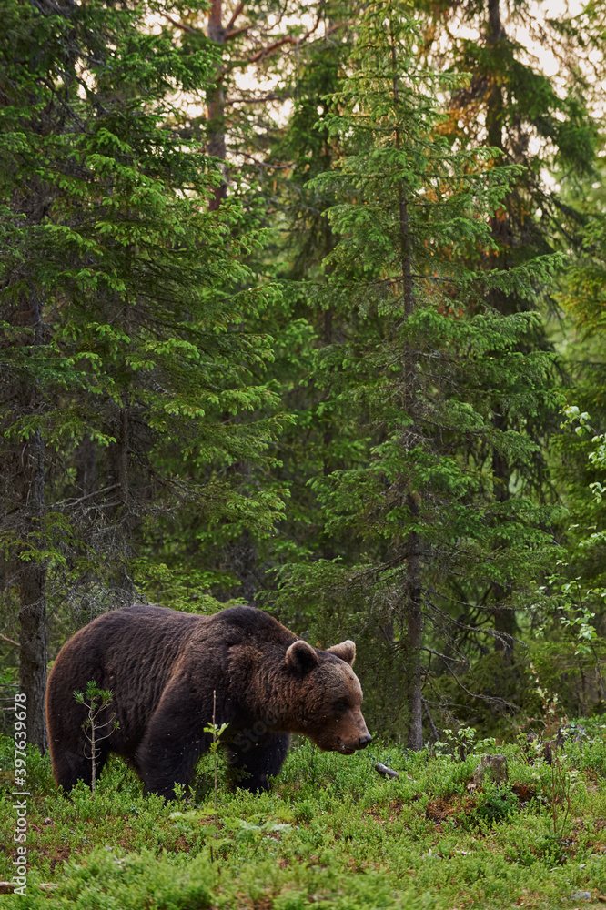 Big brown bear (Ursus arctos) in the forest Big brown bear (Ursus arctos) in the forest