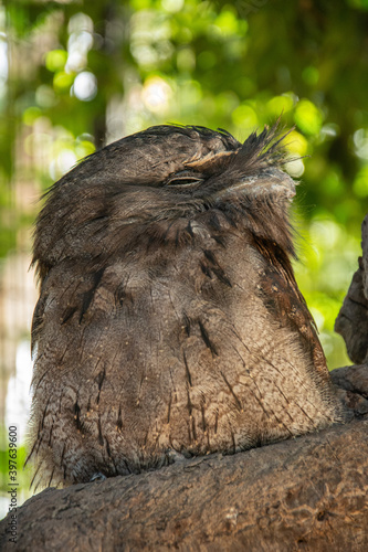 The tawny frogmouth (Podargus strigoides) native to Australia photo