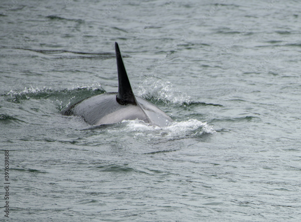 Fototapeta premium dolphin in the water