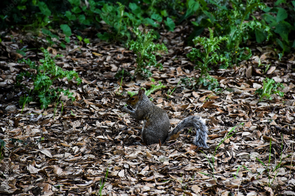 Close up shot of a gray squirrel in the undergrowth.