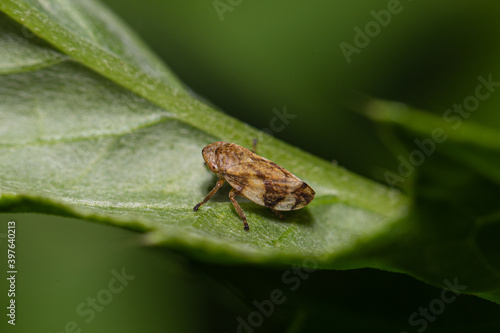 little brown spittlebug on a leaf