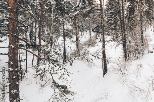 Siberian winter forest with pine trees on slope and frozen tree branches