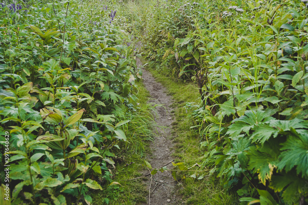 Forest dirt trail in green forest. Hiking in wild Forest dirt trail in green forest. Hiking in wild