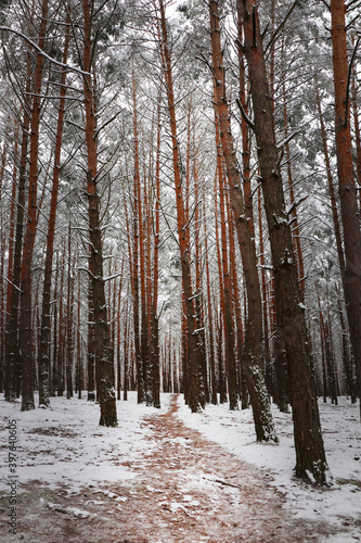 A path that leads through pine trees. Winter forest. Lots of snow.