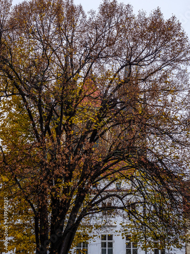 View on Tyn Church on Prague's Old Town Square through the autumn tree