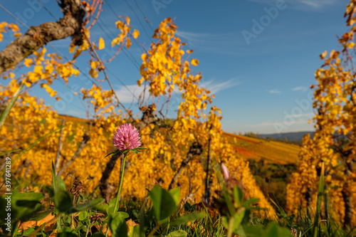 Pink glover flower in autumn coloured vineyard photo