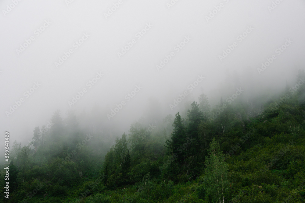 Foggy morning in woods. Treetops are covered with clouds in rainy weather. Pine trees on hillside on rainy day in fog. Foggy morning in woods. Treetops are covered with clouds in rainy weather. Pine trees on hillside on rainy day in fog.