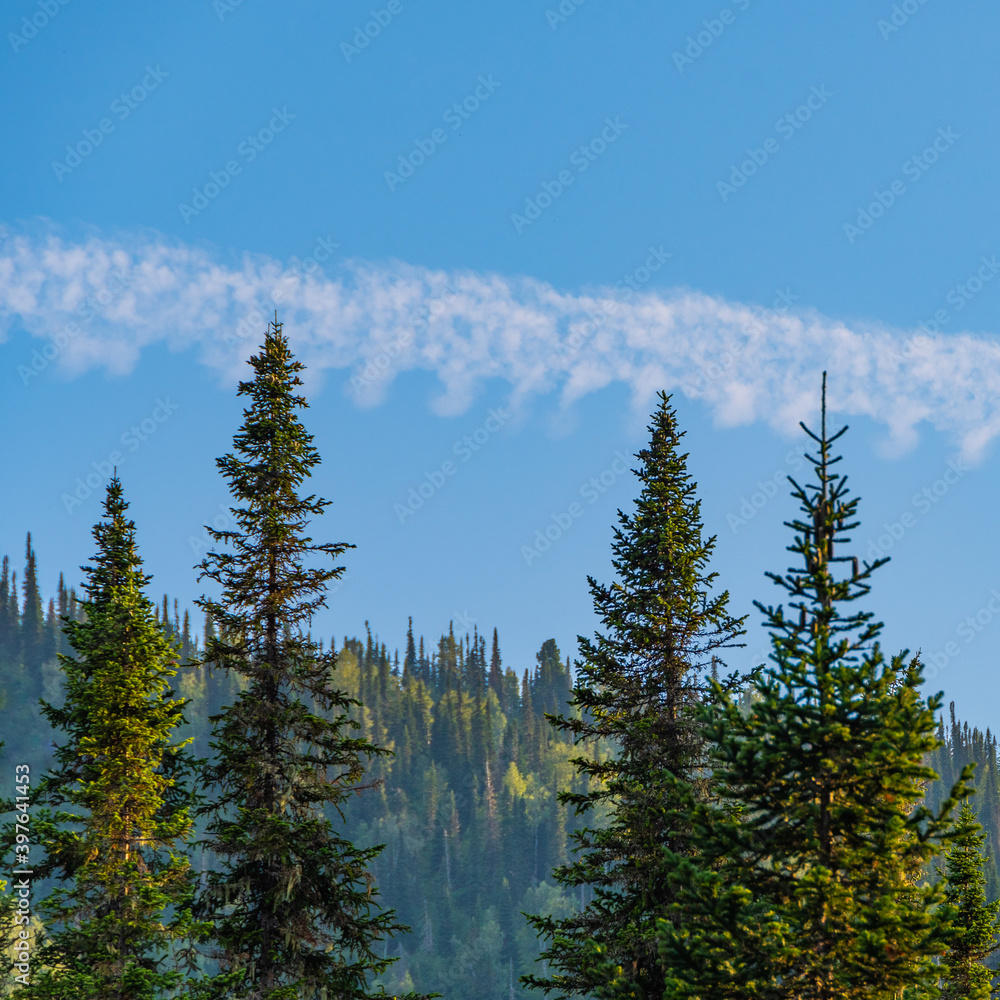 Tops of trees in background hills and clouds. Pine forest in mountain valley. Beauty world mountain landscape on the blue sky Tops of trees in background hills and clouds. Pine forest in mountain valley. Beauty world mountain landscape on the blue sky
