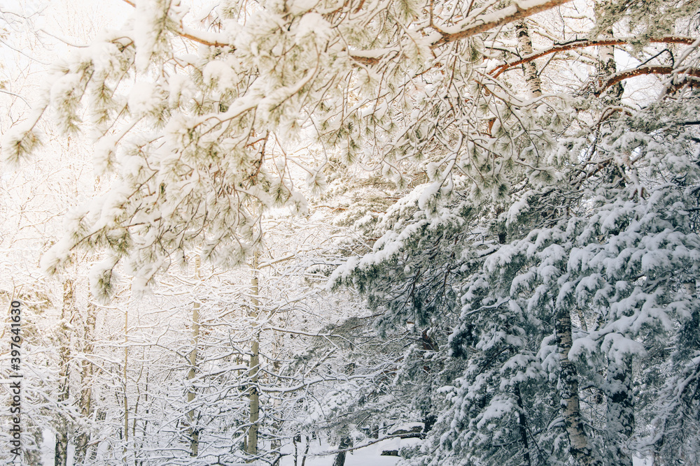 Cold weather in winter forest. Branches of trees are covered with snow and frost. Cold weather in winter forest. Branches of trees are covered with snow and frost.