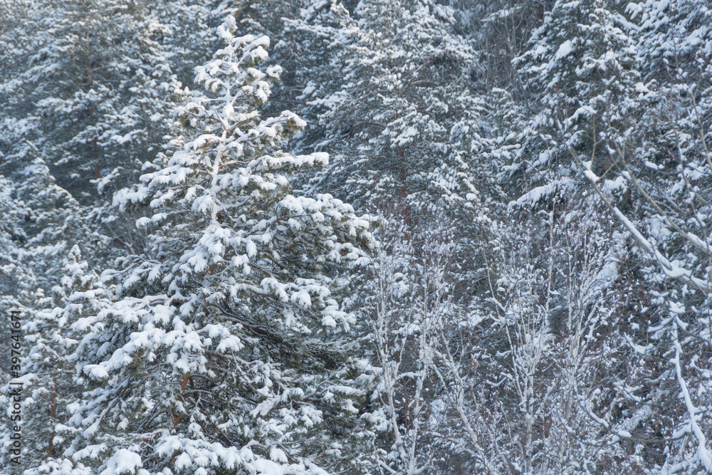 Branches of coniferous trees under dense layer of fresh snow, beginning of winter in forest Branches of coniferous trees under dense layer of fresh snow, beginning of winter in forest