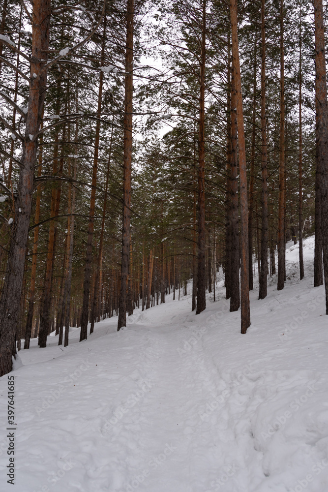 Yellow trunks of tall pines in winter forest. Branches of trees are covered with fresh snow.