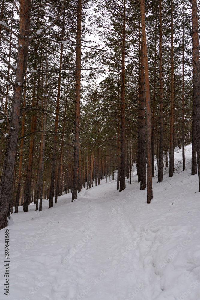 Yellow trunks of tall pines in winter forest. Branches of trees are covered with fresh snow. Yellow trunks of tall pines in winter forest. Branches of trees are covered with fresh snow.