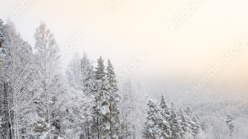 Snow forest in gentle haze of frosty morning