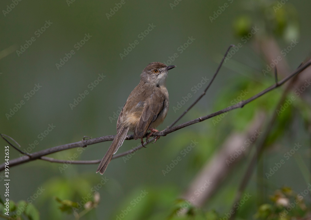Plain prinia perched in a tree Plain prinia perched in a tree
