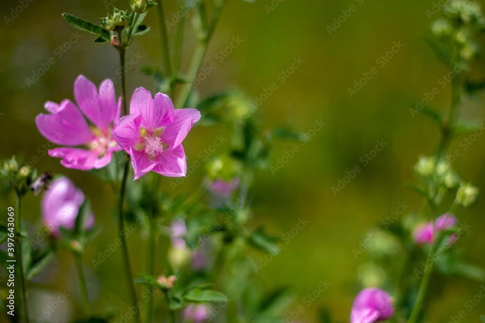 Obraz premium Blooming forest mallow (Malva sylvestris) in a field on a summer day. Pink flowers of forest mallow on a blurred background of green meadow. Meadow flowers in spring close-up. Side view.