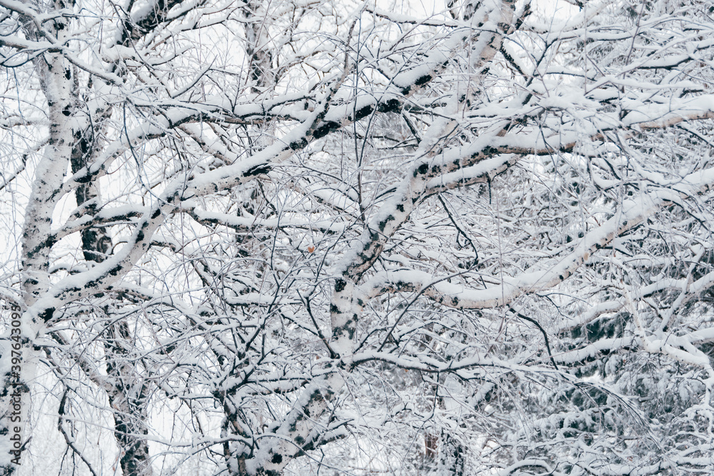 Snow white winter forest with frost covered tree branches Snow white winter forest with frost covered tree branches