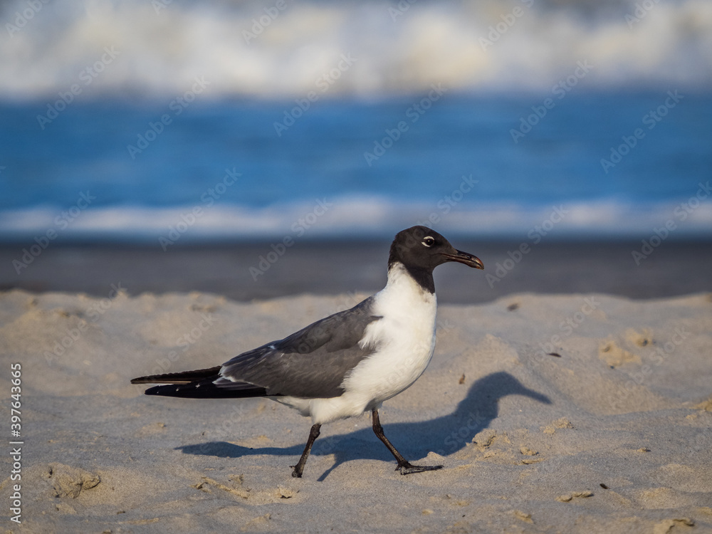 Seagull birds at the ocean beach Seagull birds at the ocean beach