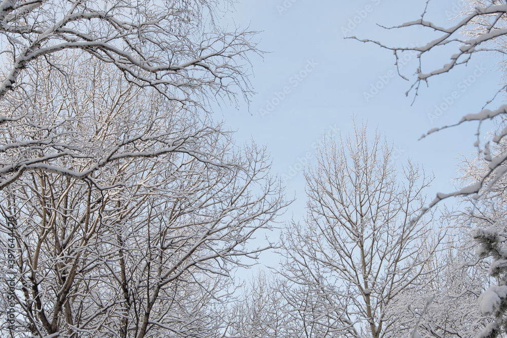 Cold weather in winter forest. Branches of trees are covered with snow and frost.
