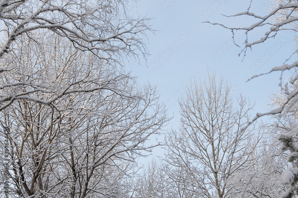 Cold weather in winter forest. Branches of trees are covered with snow and frost. Cold weather in winter forest. Branches of trees are covered with snow and frost.