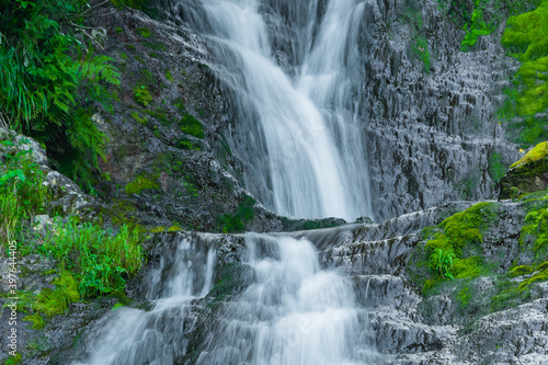 Forest stream in rainforest. Waterfall among mossy rocks and greenery. Mountain river on summer day. Nature landscape with  cascades of mountain creek among lush thickets in forest.