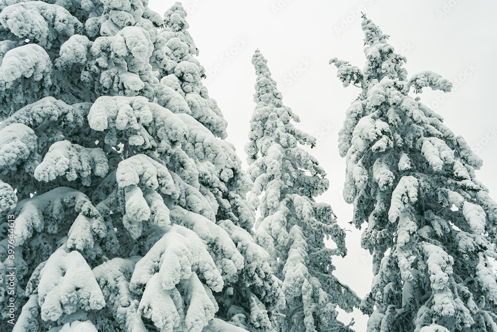 Fototapeta premium Dense forest with frozen branches. Winter atmosphere of forest travel, soft snow on trees