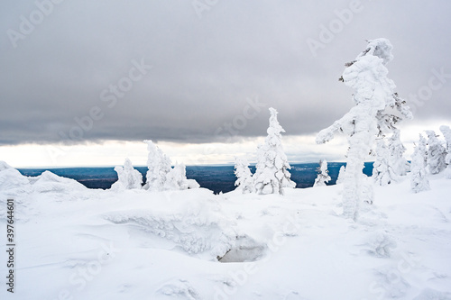 Snow firs on mountain range under cloudy winter sky. Trees covered with snow look like white figures
