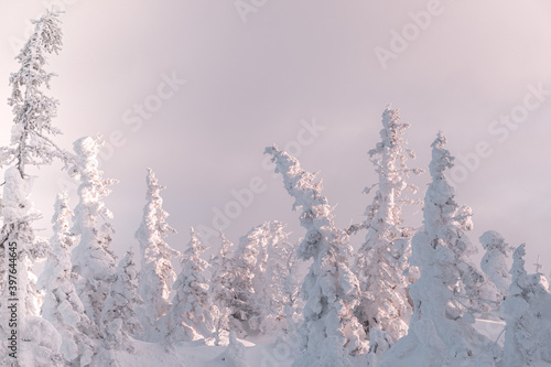 Winter landscape with snow covered fir trees. Frost covered forest is illuminated by pink morning rays