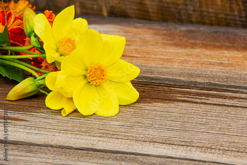 Yellow dahlia flowers on wooden table