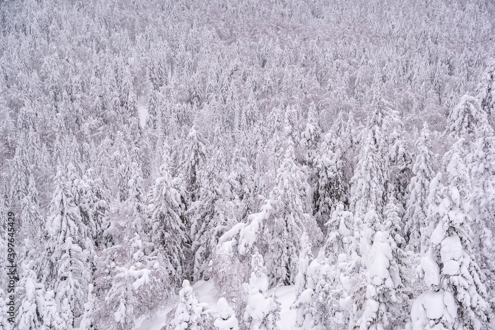 Snow trees on hillside. Frozen dense winter forest as background.