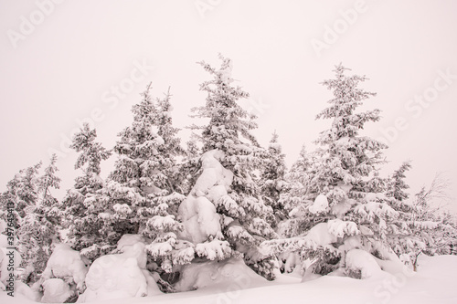 Snow forest on mountain range. Winter landscape on frosty morning