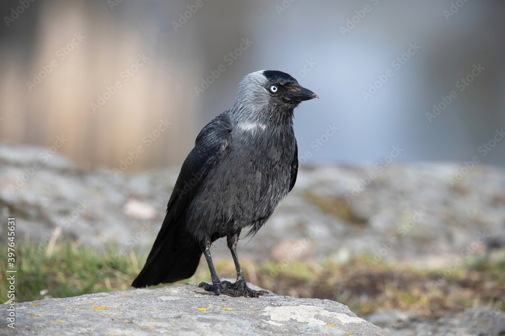 Fototapeta premium Western jackdaw (Coloeus monedula)