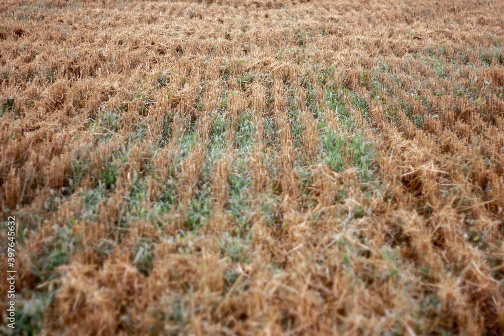 Stubble in the field after harvest. Cut stalks of cereals in the field in summer. Slender rows of grain crops on a summer day in the field. Close-up, side view Stubble in the field after harvest. Cut stalks of cereals in the field in summer. Slender rows of grain crops on a summer day in the field. Close-up, side view