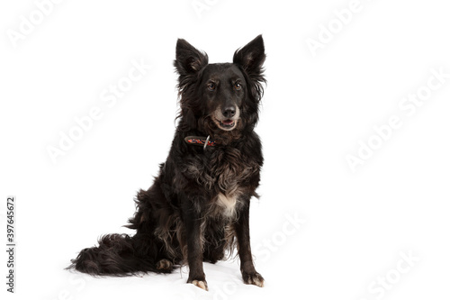 Dog sit with white background