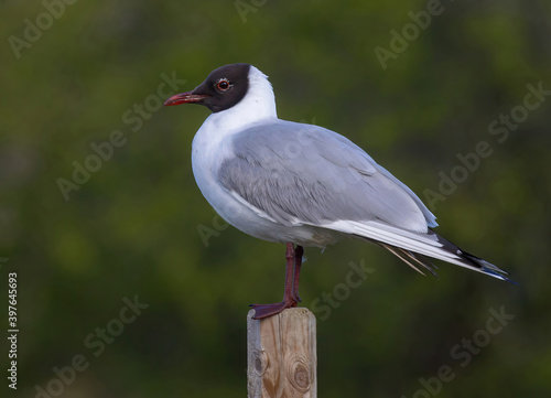 .Black-headed gull (Chroicocephalus ridibundus).