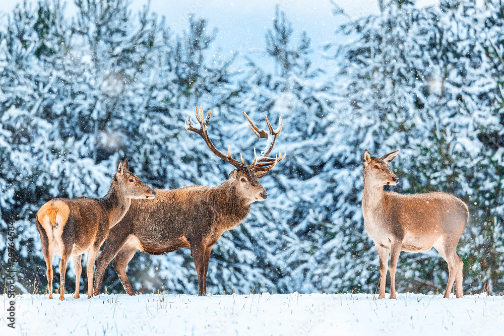 Artistic winter christmas nature image. Winter wildlife landscape with noble deers Cervus Elaphus. Many deers in winter. Artistic winter christmas nature image. Winter wildlife landscape with noble deers Cervus Elaphus. Many deers in winter.